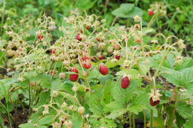 Similar image 21508769