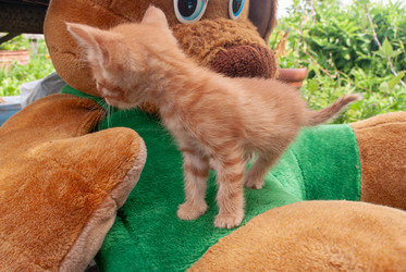 Similar image 21509267