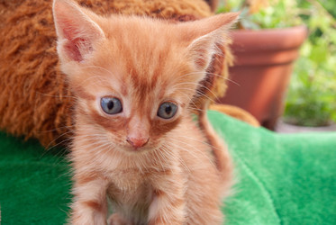 Similar image 21509268