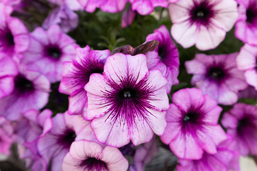 Similar image 21511531