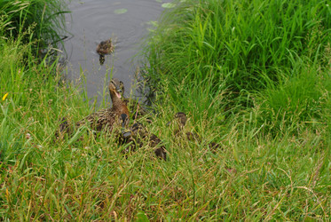 Similar image 21512065