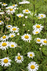 Similar image 21513576