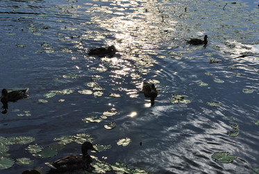 Similar image 21513583