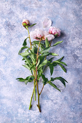 Similar image 21513684