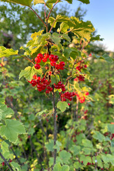 Similar image 21514088