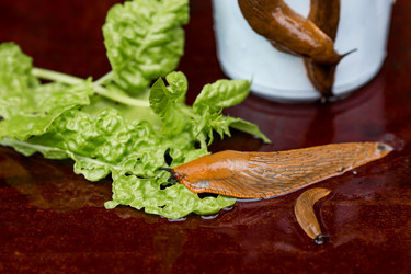 Similar image 21514161