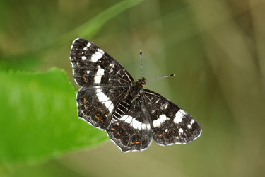 Similar image 21515057