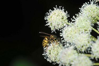 Similar image 21515447