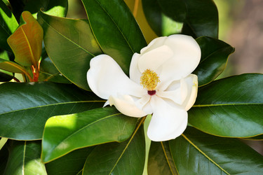 Similar image 21515066