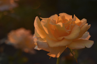 Similar image 21515108