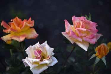 Similar image 21515110