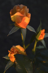 Similar image 21515113