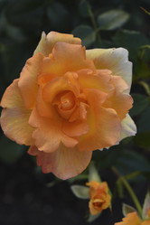 Similar image 21515114