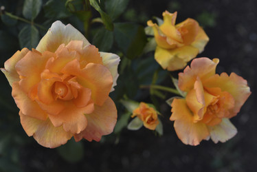 Similar image 21515115