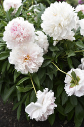 Similar image 21515364