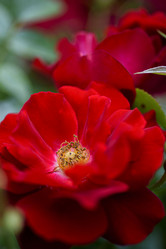 Similar image 21515265