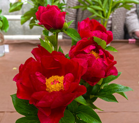 Similar image 21515757