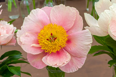 Similar image 21515759