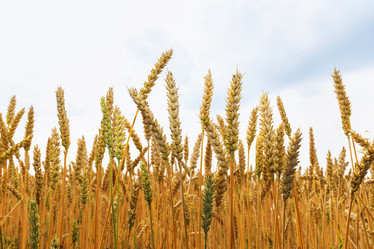 Similar image 21516137