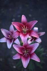 Similar image 21516564