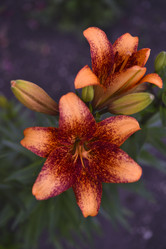 Similar image 21516565