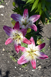 Similar image 21516568