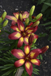 Similar image 21516571