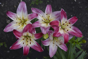 Similar image 21516572