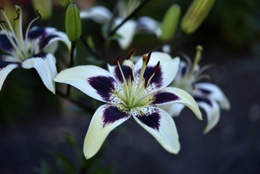 Similar image 21516575