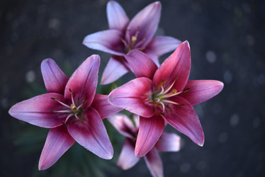 Similar image 21516576