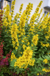 Similar image 21516582