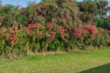 Similar image 21517895