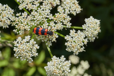 Similar image 21519574