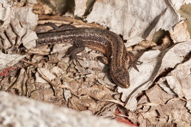 Similar image 21516895