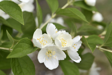 Similar image 21517906