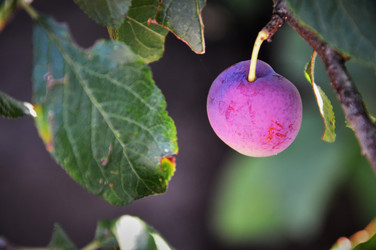 Similar image 21519043