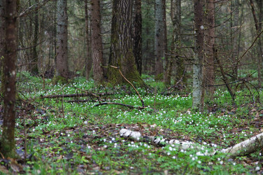 Similar image 21517101