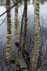 Similar image 21517107