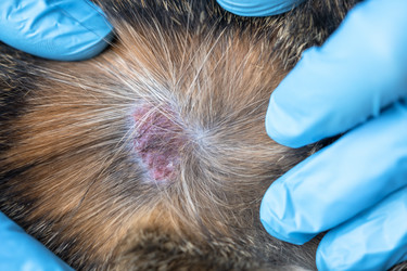 Similar image 21519260