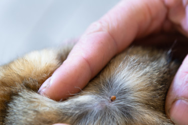 Similar image 21519702