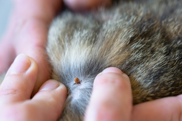 Similar image 21519705