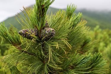 Similar image 21518661