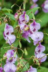 Similar image 21517964