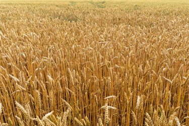 Similar image 21517753