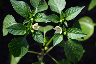 Similar image 21518046