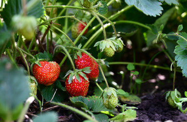 Similar image 21518066