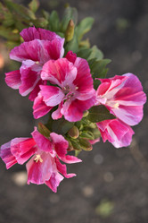 Similar image 21518451