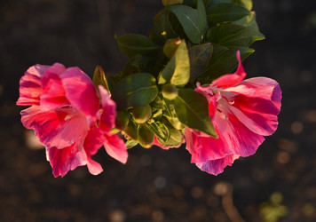 Similar image 21518452