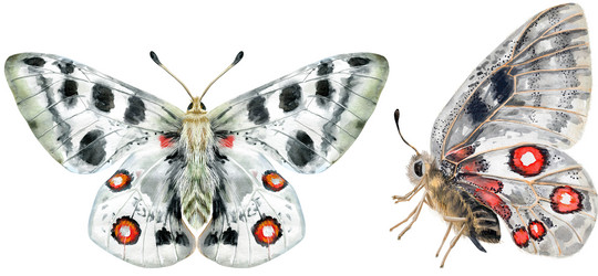 Similar image 21520997