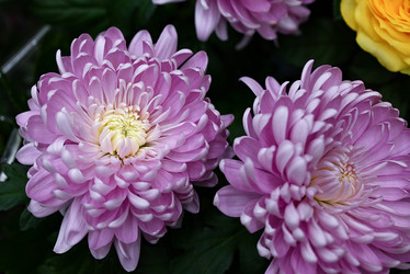 Similar image 21521109